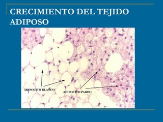 CRECIMIENTO DEL TEJIDO 
ADIPOSO 
 