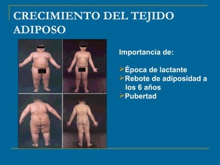 CRECIMIENTO DEL TEJIDO 
ADIPOSO 
Importancia de: 
Época de lactante 
Rebote de adiposidad a 
los 6 años 
Pubertad 
 