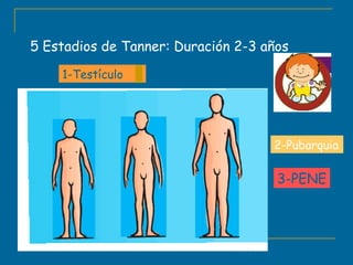 5 Estadios de Tanner: Duración 2-3 años 
1-Testículo 
2-Pubarquia 
3-PENE 
 