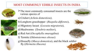 Midial Insects Dietary insects and medical insects credit seminar | PPTX