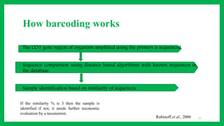 How barcoding works
• The CO1 gene region of organism amplified using the primers is sequenced.
• Sequence comparison using distance based algorithms with known sequences in
the database.
• Sample identification based on similarity of sequences.
12
If the similarity % is 3 then the sample is
identified if not, it needs further taxonomic
evaluation by a taxonomist.
Rubinoff et al., 2006
 