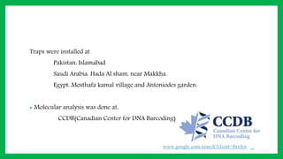 Traps were installed at
Pakistan: Islamabad
Saudi Arabia: Hada Al sham, near Makkha.
Egypt: Mosthafa kamal village and Antoniodes garden.
• Molecular analysis was done at,
CCDB(Canadian Center for DNA Barcoding)
40
 
