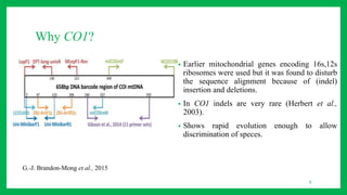 Why CO1?
• Earlier mitochondrial genes encoding 16s,12s
ribosomes were used but it was found to disturb
the sequence alignment because of (indel)
insertion and deletions.
• In CO1 indels are very rare (Herbert et al.,
2003).
• Shows rapid evolution enough to allow
discrimination of speces.
8
G.-J. Brandon-Mong et al., 2015
 