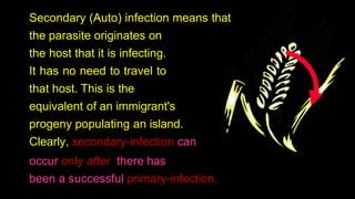 Secondary (Auto) infection means that
the parasite originates on
the host that it is infecting.
It has no need to travel to
that host. This is the
equivalent of an immigrant's
progeny populating an island.
Clearly, secondary-infection can
occur only after there has
been a successful primary-infection.
 