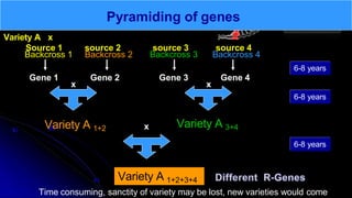 Pyramiding of genes
Backcross 1 Backcross 2 Backcross 3 Backcross 4
Gene 1 Gene 2 Gene 3 Gene 4
Variety A x
Source 1 source 2 source 3 source 4
6-8 years
x x
Variety A 1+2 Variety A 3+4
6-8 years
x
Variety A 1+2+3+4
6-8 years
Time consuming, sanctity of variety may be lost, new varieties would come
 