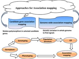 Alien introgression in Crop Improvement-New insights | PPTX