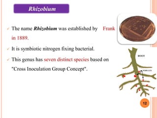  The name Rhizobium was established by Frank
in 1889.
 It is symbiotic nitrogen fixing bacterial.
 This genus has seven distinct species based on
"Cross Inoculation Group Concept".
12
Rhizobium
 