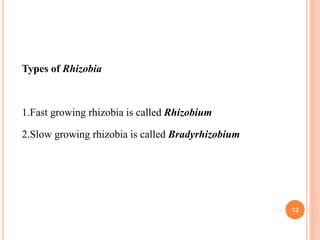 Types of Rhizobia
1.Fast growing rhizobia is called Rhizobium
2.Slow growing rhizobia is called Bradyrhizobium
13
 