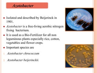 Isolated and described by Beijerinck in
1901.
Azotobacter is a free-living aerobic nitrogen
fixing bacterium.
It is used as a Bio-Fertilizer for all non
leguminous plants especially rice, cotton,
vegetables and flower crops.
Important species are
1. Azotobacter chrococcum
2. Azotobacter beijerinckii.
14
Azotobacter
 