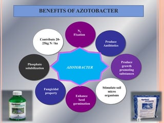 AZOTOBACTER
Contribute 20-
25kg N / ha
Enhance
Seed
germination
Produce
Antibiotics
Produce
growth
promoting
substances
Stimulate soil
micro
organisms
Phosphate
solubilization
Fungicidal
property
N2
Fixation
BENEFITS OFAZOTOBACTER
16
 