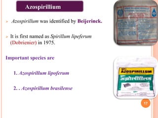 Azospirillum was identified by Beijerinck.
 It is first named as Spirillum lipeferum
(Dobrienier) in 1975.
Important species are
1. Azospirillum lipoferum
2. . Azospirillum brasilense
17
Azospirillium
 