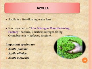 AZOLLA
Azolla is a free-floating water fern.
It is regarded as “Live Nitrogen Manufacturing
Factory” because, it harbors nitrogen fixing
Cyanobacteria (Anabaena azollae).
Important species are
 Azolla pinnata
 Azolla nilotica
 Azolla mexicana
19
 