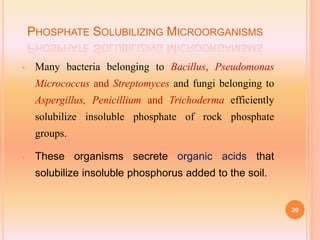 PHOSPHATE SOLUBILIZING MICROORGANISMS
• Many bacteria belonging to Bacillus, Pseudomonas
Micrococcus and Streptomyces and fungi belonging to
Aspergillus, Penicillium and Trichoderma efficiently
solubilize insoluble phosphate of rock phosphate
groups.
• These organisms secrete organic acids that
solubilize insoluble phosphorus added to the soil.
20
 