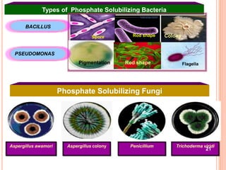 Types of Phosphate Solubilizing Bacteria
Spore Rod shape
Rod shape FlagellaPigmentation
Colony
BACILLUS
PSEUDOMONAS
Phosphate Solubilizing Fungi
Aspergillus awamori Aspergillus colony Penicillium Trichoderma viridi
21
 