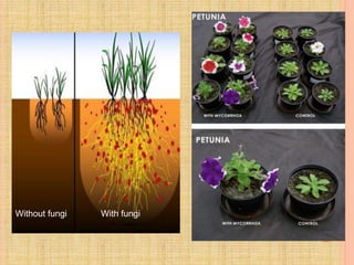 25
Without fungi With fungi
 