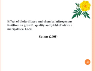 42
Effect of biofertilizers and chemical nitrogenous
fertilizer on growth, quality and yield of African
marigold cv. Local
Suthar (2005)
 