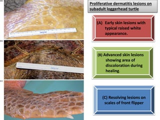 Dermatitis Turtle AN OUTLINE ON HERPESVIRAL DISEASES IN MARINE TURTLES | PPTX
