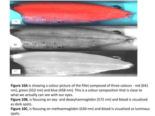 Figure 10A is showing a colour picture of the fillet composed of three colours - red (641 
nm), green (552 nm) and blue (458 nm). This is a colour composition that is close to 
what we actually can see with our eyes. 
Figure 10B, is focusing on oxy- and deoxyhaemoglobin (572 nm) and blood is visualised 
as dark spots. 
Figure 10C, is focusing on methaemoglobin (630 nm) and blood is visualised as luminous 
spots. 
 