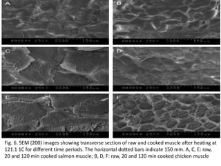 Fig. 6. SEM (200) images showing transverse section of raw and cooked muscle after heating at 
121.1 1C for different time periods. The horizontal dotted bars indicate 150 mm. A, C, E: raw, 
20 and 120 min cooked salmon muscle; B, D, F: raw, 20 and 120 min cooked chicken muscle 
 