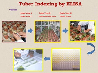 VIRUSES
Potato Virus X Potato Virus S Potato Virus M
Potato Virus Y Potato Leaf Roll Virus Potato Virus A
Tuber Indexing by ELISA
 