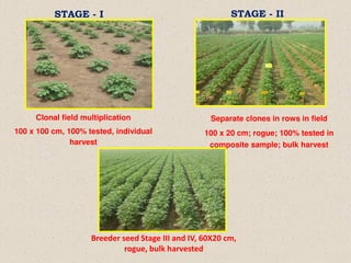 Clonal field multiplication
100 x 100 cm, 100% tested, individual
harvest
STAGE - I STAGE - II
Separate clones in rows in field
100 x 20 cm; rogue; 100% tested in
composite sample; bulk harvest
Breeder seed Stage III and IV, 60X20 cm,
rogue, bulk harvested
 