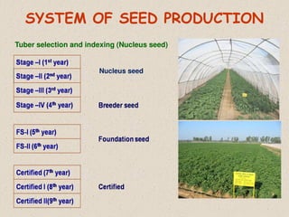 SYSTEM OF SEED PRODUCTION
Tuber selection and indexing (Nucleus seed)
Nucleus seed
 