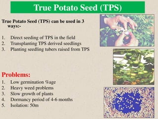 True Potato Seed (TPS)
True Potato Seed (TPS) can be used in 3
ways:-
1. Direct seeding of TPS in the field
2. Transplanting TPS derived seedlings
3. Planting seedling tubers raised from TPS
Problems:
1. Low germination %age
2. Heavy weed problems
3. Slow growth of plants
4. Dormancy period of 4-6 months
5. Isolation: 50m
 