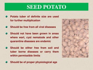 SEED POTATO
Potato tuber of definite size are used
for further multiplication
Should be free from all viral diseases
Should not have been grown in areas
where wart, cyst nematode and other
quarantine diseases are endemic
Should be either free from soil and
tuber borne diseases or carry them
within permissible limits
Should be of proper physiological age
 
