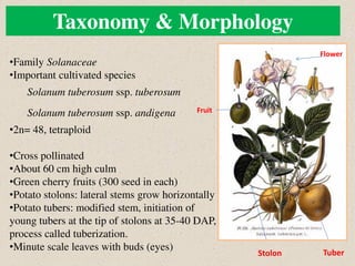 •Family Solanaceae
•Important cultivated species
Solanum tuberosum ssp. tuberosum
Solanum tuberosum ssp. andigena
•2n= 48, tetraploid
•Cross pollinated
•About 60 cm high culm
•Green cherry fruits (300 seed in each)
•Potato stolons: lateral stems grow horizontally
•Potato tubers: modified stem, initiation of
young tubers at the tip of stolons at 35-40 DAP,
process called tuberization.
•Minute scale leaves with buds (eyes)
Stolon Tuber
Taxonomy & Morphology
Fruit
Flower
 