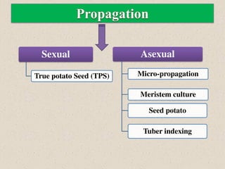 Sexual
True potato Seed (TPS)
Asexual
Micro-propagation
Meristem culture
Seed potato
Tuber indexing
 