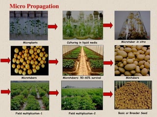 Microtubers: 50-60% survival
Field multiplication-1 Field multiplication-2 Basic or Breeder Seed
Microplants
Microtubers Minitubers
Culturing in liquid media Microtuber in vitro
Micro Propagation
 