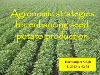 Agronomic strategies
for enhancing seed
potato production
Harmanjeet Singh
L-2013-A-02-M
 