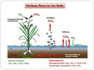 Methane fluxes in rice fields
 