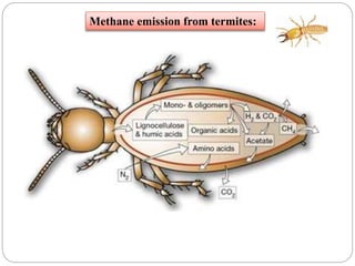 Methane emission from termites:
 