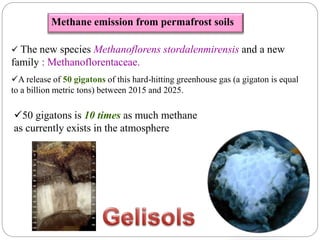 Methane emission from permafrost soils
 The new species Methanoflorens stordalenmirensis and a new
family : Methanoflorentaceae.
A release of 50 gigatons of this hard-hitting greenhouse gas (a gigaton is equal
to a billion metric tons) between 2015 and 2025.
50 gigatons is 10 times as much methane
as currently exists in the atmosphere
 