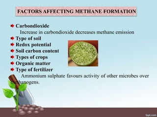 FACTORS AFFECTING METHANE FORMATION
Carbondioxide
Increase in carbondioxide decreases methane emission
Type of soil
Redox potential
Soil carbon content
Types of crops
Organic matter
Type of fertilizer
Ammonium sulphate favours activity of other microbes over
methanogens.
 