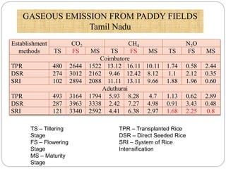 Establishment
methods
CO2 CH4 N2O
TS FS MS TS FS MS TS FS MS
Coimbatore
TPR 480 2644 1522 13.12 16.11 10.11 1.74 0.58 2.44
DSR 274 3012 2162 9.46 12.42 8.12 1.1 2.12 0.35
SRI 102 2894 2088 11.11 13.11 9.66 1.88 1.96 0.60
Aduthurai
TPR 493 3164 1794 5.93 8.28 4.7 1.13 0.62 2.89
DSR 287 3963 3338 2.42 7.27 4.98 0.91 3.43 0.48
SRI 121 3340 2592 4.41 6.38 2.97 1.68 2.25 0.8
GASEOUS EMISSION FROM PADDY FIELDS
Tamil Nadu
TS – Tillering
Stage
FS – Flowering
Stage
MS – Maturity
Stage
TPR – Transplanted Rice
DSR – Direct Seeded Rice
SRI – System of Rice
Intensification
 