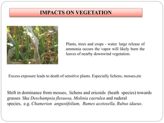 IMPACTS ON VEGETATION
Plants, trees and crops - water. large release of
ammonia occurs the vapor will likely burn the
leaves of nearby downwind vegetation.
Excess exposure leads to death of sensitive plants. Especially lichens, mosses,etc
Shift in dominance from mosses, lichens and ericoids (heath species) towards
grasses like Deschampsia flexuosa, Molinia caerulea and ruderal
species, e.g. Chamerion angustifolium, Rumex acetosella, Rubus idaeus.
 