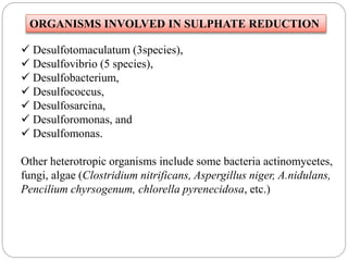 ORGANISMS INVOLVED IN SULPHATE REDUCTION
 Desulfotomaculatum (3species),
 Desulfovibrio (5 species),
 Desulfobacterium,
 Desulfococcus,
 Desulfosarcina,
 Desulforomonas, and
 Desulfomonas.
Other heterotropic organisms include some bacteria actinomycetes,
fungi, algae (Clostridium nitrificans, Aspergillus niger, A.nidulans,
Pencilium chyrsogenum, chlorella pyrenecidosa, etc.)
 