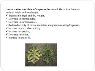 concentration and time of exposure increased there is a decrease
in shoot height and root length ,
 Decrease in fresh and dry weight,
 Decrease in chlorophyll a,
 Decrease in carbohydrase ,
 Reduced activity of nitrate reductase and glutamate dehydrogenase,
 Increase in peroxidase activity,
 Increase in cysteine,
 Decrease in serine ,
 Increase in amino-N.
 