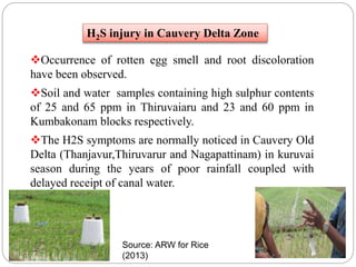 Occurrence of rotten egg smell and root discoloration
have been observed.
Soil and water samples containing high sulphur contents
of 25 and 65 ppm in Thiruvaiaru and 23 and 60 ppm in
Kumbakonam blocks respectively.
The H2S symptoms are normally noticed in Cauvery Old
Delta (Thanjavur,Thiruvarur and Nagapattinam) in kuruvai
season during the years of poor rainfall coupled with
delayed receipt of canal water.
H2S injury in Cauvery Delta Zone
Source: ARW for Rice
(2013)
 