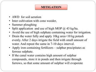 MITIGATION
• AWD for soil aeration
• Inter cultivation with cono weeder,
• Summer ploughing
• Split application and use of high MOP @ 43 kg/ha.
• Avoid the use of high sulphate containing water for irrigation.
• Drain the water fully and apply 10kg urea+10 kg potash
evenly. After 2 days irrigate the field with small amount of
water. And repeat the same in 7-10 days interval.
• Apply iron containing fertilizers – sulphur precipitates as
ferrous sulphate.
• If the canal water contains high amount of sulphur
compounds, store it in ponds and then irrigate through
furrows, so that some amount of sulphur will evaporate
 