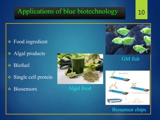 Applications of blue biotechnology
 Food ingredient
 Algal products
 Biofuel
 Single cell protein
 Biosensors
10
GM fish
Algal food
Biosensor chips
 
