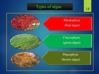 Types of algae
Rhodophyta
(Red algae)
Chrysophyta
(green algae)
Phaeophyta
(brown algae)
14
 