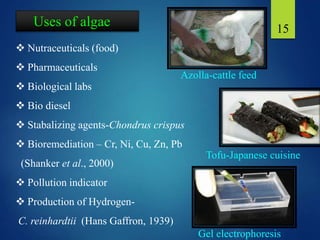 15
 Nutraceuticals (food)
 Pharmaceuticals
 Biological labs
 Bio diesel
 Stabalizing agents-Chondrus crispus
 Bioremediation – Cr, Ni, Cu, Zn, Pb
(Shanker et al., 2000)
 Pollution indicator
 Production of Hydrogen-
C. reinhardtii (Hans Gaffron, 1939)
Uses of algae
Azolla-cattle feed
Tofu-Japanese cuisine
Gel electrophoresis
 