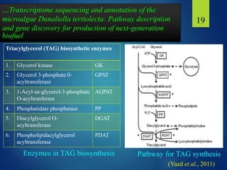 19
…Transcriptome sequencing and annotation of the
microalgae Dunaliella tertiolecta: Pathway description
and gene discovery for production of next-generation
biofuel
Enzymes in TAG biosynthesis Pathway for TAG synthesis
(Yazd et al., 2011)
Triacylglycerol (TAG) biosynthetic enzymes
1. Glycerol kinase GK
2. Glycerol 3-phosphate 0-
acyltransferase
GPAT
3. 1-Acyl-sn-glycerol-3-phosphate
O-acyltranferase
AGPAT
4. Phosphatidate phosphatase PP
5. Diacylglycerol O-
acyltransferase
DGAT
6. Phospholipidacylglycerol
acyltransferase
PDAT
 
