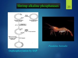 Shrimp alkaline phosphatases 23
Pandalus borealis
Dephosphorylation by SAP
 