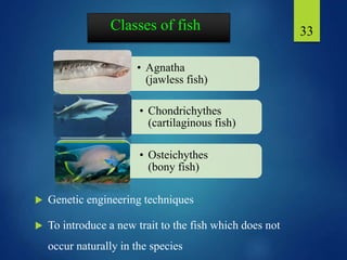 Classes of fish
 Genetic engineering techniques
 To introduce a new trait to the fish which does not
occur naturally in the species
33
• Agnatha
(jawless fish)
• Chondrichythes
(cartilaginous fish)
• Osteichythes
(bony fish)
 