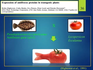 36
X
Pseudopleuronectes americanus
Antifreeze gene (afa3)
(Hightower et al., 1991)
Lycopersicon
Esculantus
 