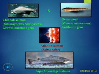 39
Atlantic salmon
(Salmo salar)
Ocean pout
(Zoarces americanus)
Antifreeze gene
Chinook salmon
(Oncorhynchus tshawytscha)
Growth hormone gene
X
AquaAdvantage Salmon
39
(Bodnar, 2010)
 